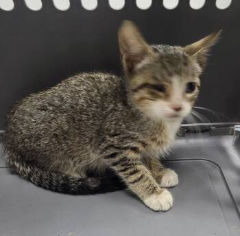 If-13 Candy Corn -  Domestic Short Hair Cat for Adoption in Lawrenceville, Georgia - If-13 Candy Corn | PetCurious