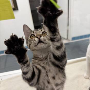 Hedy -  Tabby Cat for Adoption in Newport Beach, California - Hedy | PetCurious