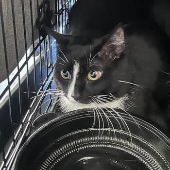 U-Turn -  Domestic Short Hair Cat for Adoption in Fairport, New York - U-Turn | PetCurious