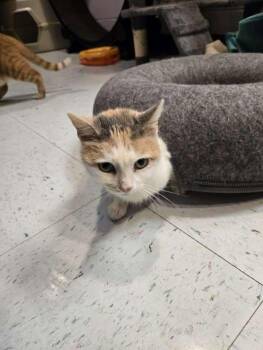 Domestic Short Hair Cats Available for Adoption - Mallow - At Petsense! | PetCurious