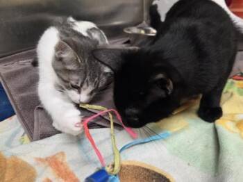 Purrsephone -  Domestic Short Hair Cat for Adoption in Westland, Michigan - Purrsephone | PetCurious