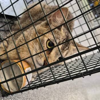 Shark -  Domestic Short Hair Cat for Adoption in Montgomery, Alabama - Shark | PetCurious