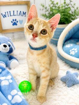 William -  Tabby Cat for Adoption in Tavares, Florida - William | PetCurious