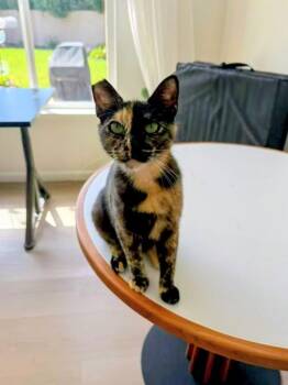 Domestic Short Hair and Tortoiseshell Cats Available for Adoption in Sunnyvale, California - Twix | PetCurious
