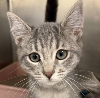 Rescue Domestic Medium Hair Cats for Adoption in Napa, California - Danica | PetCurious