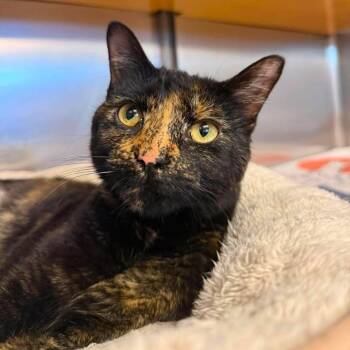 Sugar -  Domestic Short Hair Cat Available for Adoption in Wilmington, North Carolina - Sugar | PetCurious