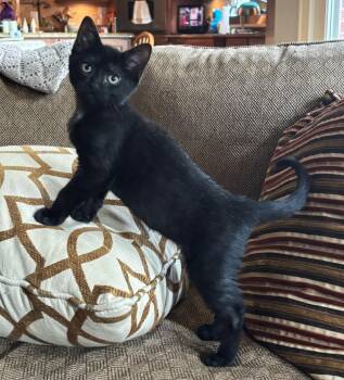 Arctic -  Domestic Short Hair Cat for Adoption in Lombard, Illinois - Arctic | PetCurious