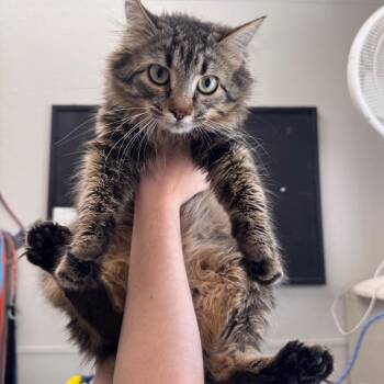 Domestic Medium Hair Cats Available for Adoption in Columbiana, Alabama - Moochy | PetCurious