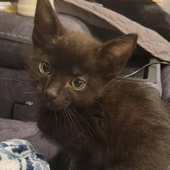 Dean -  Domestic Short Hair Cat for Adoption in Bel Air, Maryland - Dean | PetCurious