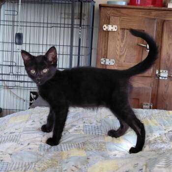 CLOVER -  Domestic Short Hair Cat Available for Adoption in Willows, California - CLOVER | PetCurious