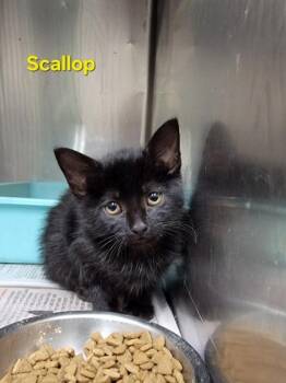 Domestic Medium Hair and Domestic Short Hair Cats Available for Adoption in Fort Worth, Texas - Scallop | PetCurious