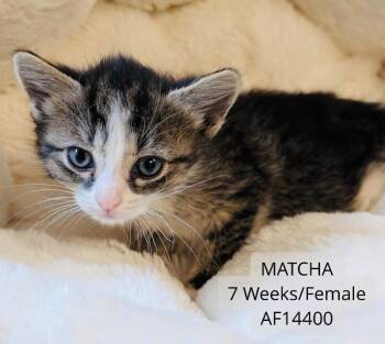 Domestic Short Hair Cats Available for Adoption - Matcha | PetCurious