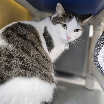 Domestic Short Hair Cats Available for Adoption - Haru | PetCurious