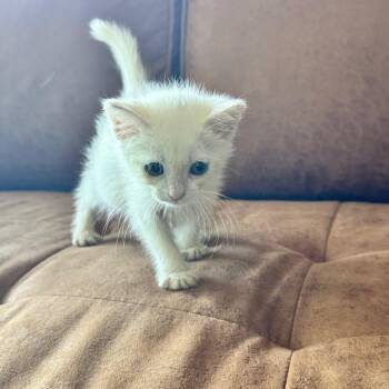 Dozer -  Domestic Short Hair Cat for Adoption in Chico, California - Dozer | PetCurious