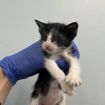 Violet* -  Domestic Short Hair Cat for Adoption in San Gabriel, California - Violet* | PetCurious