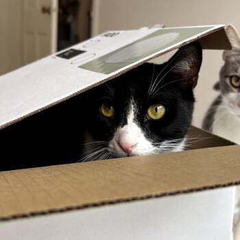 Domestic Short Hair Cats Available for Adoption in Long Beach, California - Birken | PetCurious