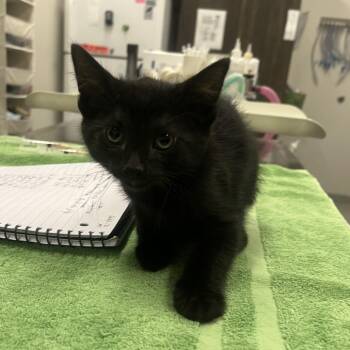 Caeser -  Domestic Short Hair Cat for Adoption in Oak Brook, Illinois - Caeser | PetCurious