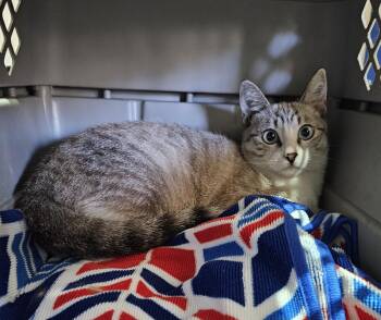 Domestic Short Hair Cats Available for Adoption in Nucla, Colorado - Mouse | PetCurious