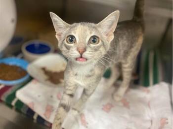 CAMILA -  Domestic Short Hair Cat for Adoption in Fort Wayne, Indiana - CAMILA | PetCurious