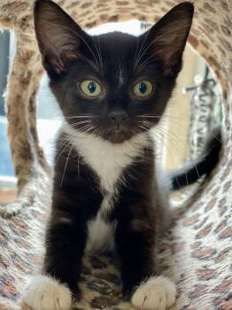 Rescue Domestic Short Hair Cats for Adoption in Seal Beach, California - Benadetta | PetCurious