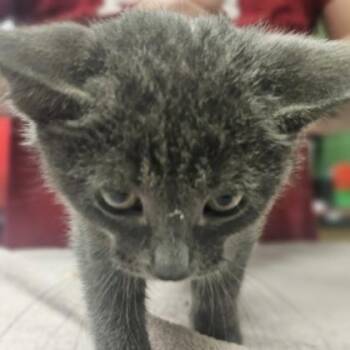 Wendy -  Domestic Short Hair Cat for Adoption in Kansas City, Missouri - Wendy | PetCurious