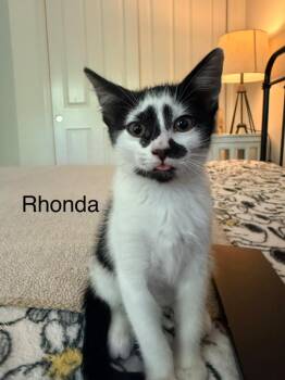 Domestic Short Hair Cats Available for Adoption in The Woodlands, Texas - Rhonda | PetCurious