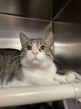 Domestic Short Hair Cats Available for Adoption - Harry PAWter | PetCurious