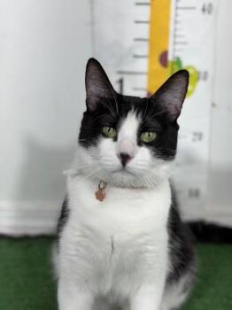 Blue moon-One of our Amazing Rescue Cats -  American Shorthair and Domestic Short Hair Cat for Adoption in Carlsbad, California - Blue Moon-One Of Our Amazing Rescue Cats | PetCurious