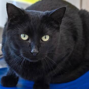 Dolly -  Domestic Short Hair Cat for Adoption in Pontiac, Michigan - Dolly | PetCurious
