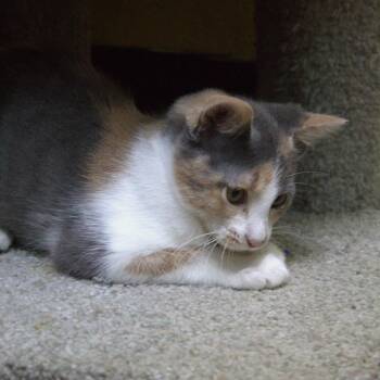 Cali -  Domestic Short Hair Cat for Adoption in Springfield, Missouri - Cali | PetCurious