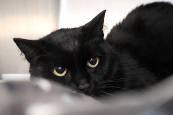 Domestic Short Hair Cats Available for Adoption - Tomik | PetCurious