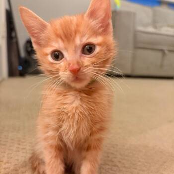 Pico de Gato -  Domestic Short Hair Cat for Adoption in Dallas, Texas - Pico De Gato | PetCurious