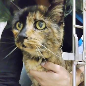 Domestic Short Hair Cats Available for Adoption - Dame13 | PetCurious