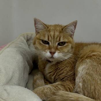 Domestic Short Hair Cats Available for Adoption in Alexandria, Virginia - Rosie | PetCurious