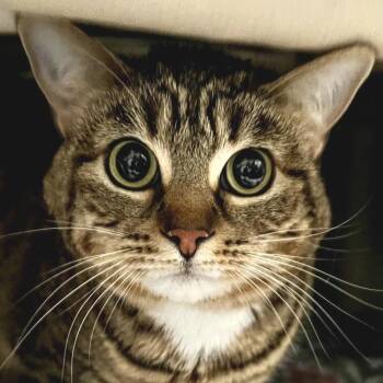 Domestic Short Hair Cats Available for Adoption in Kennebunk, Maine - Gabby | PetCurious