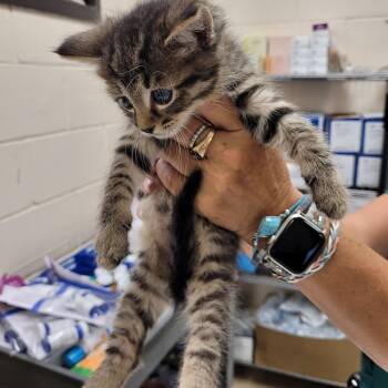 Domestic Short Hair Cats Available for Adoption in Lake Panasoffkee, Florida - Purrdie | PetCurious