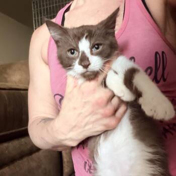 Mr. Brown -  Snowshoe and Tuxedo Cat for Adoption in Newark Valley, New York - Mr. Brown | PetCurious