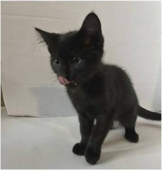 Grom -  Domestic Short Hair Cat for Adoption in Eugene, Oregon - Grom | PetCurious