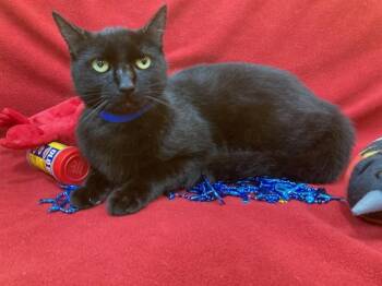 TYSON -  Domestic Short Hair Cat for Adoption - TYSON | PetCurious