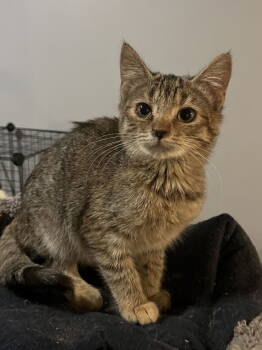 Rescue Tabby Cats for Adoption in Zimmerman, Minnesota - Tiki | PetCurious