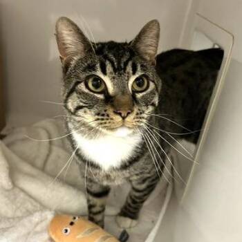 Domestic Short Hair Cats Available for Adoption - Memphis | PetCurious