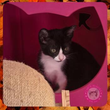 Rescue Domestic Short Hair Cats for Adoption in Santa Ana, California - Kira | PetCurious