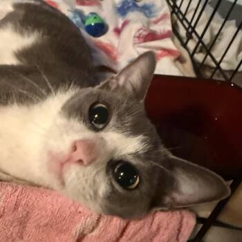 Miss Roly-Poly -  Domestic Short Hair Cat for Adoption in Buffalo, New York - Miss Roly-Poly | PetCurious