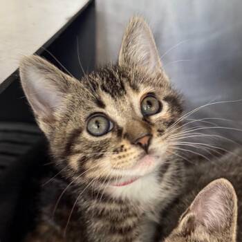 Bebe -  Domestic Short Hair Cat for Adoption in Chicago, Illinois - Bebe | PetCurious