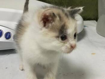 HANNA -  Domestic Short Hair Cat for Adoption in Riverside, California - HANNA | PetCurious