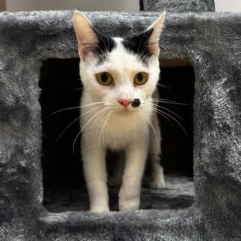 Ava -  Domestic Short Hair Cat for Adoption in Charleston, West Virginia - Ava | PetCurious
