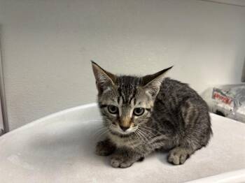 REAGAN -  Domestic Short Hair Cat for Adoption in Antioch, California - REAGAN | PetCurious