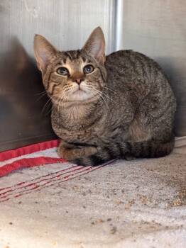 Rescue Domestic Short Hair Cats for Adoption in Lima, Ohio - Jude Paw | PetCurious