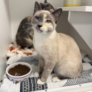 Domestic Short Hair and Siamese Cats Available for Adoption - Chinese Crested | PetCurious
