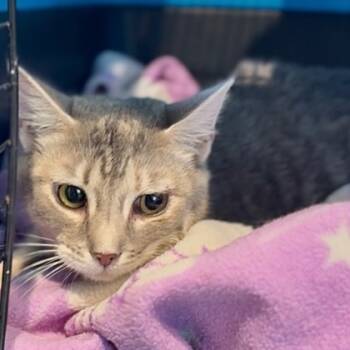 Rescue Domestic Medium Hair and Domestic Short Hair Cats for Adoption in Norfolk, Virginia - Peaches | PetCurious